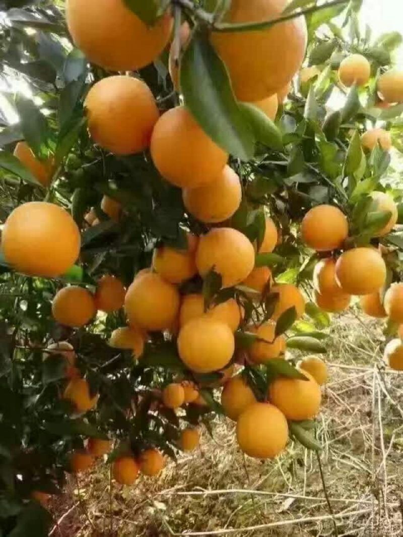 冰糖橙橙