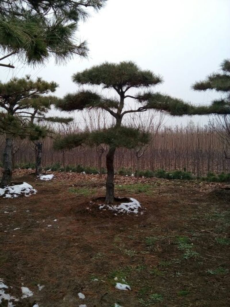 造型松10公分