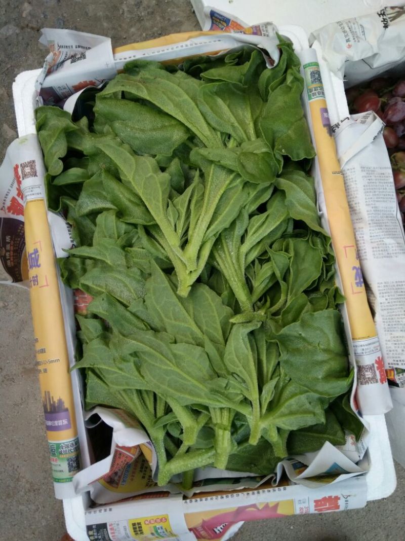 冰草