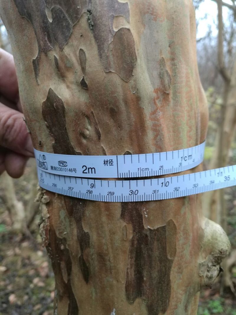 紫薇树8~10cm2.5~3米2~3米