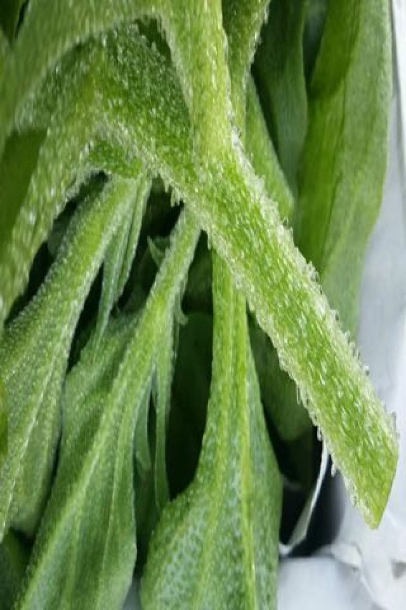 蔬菜