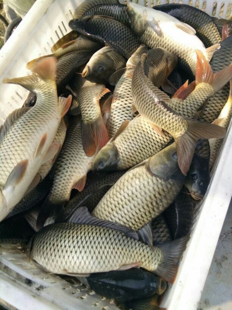 鲤鱼食用0.5~1公斤