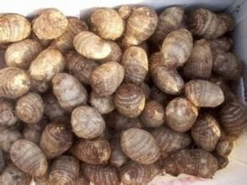 毛芋头大量供应可种植个头大口感香浓发往全国各地