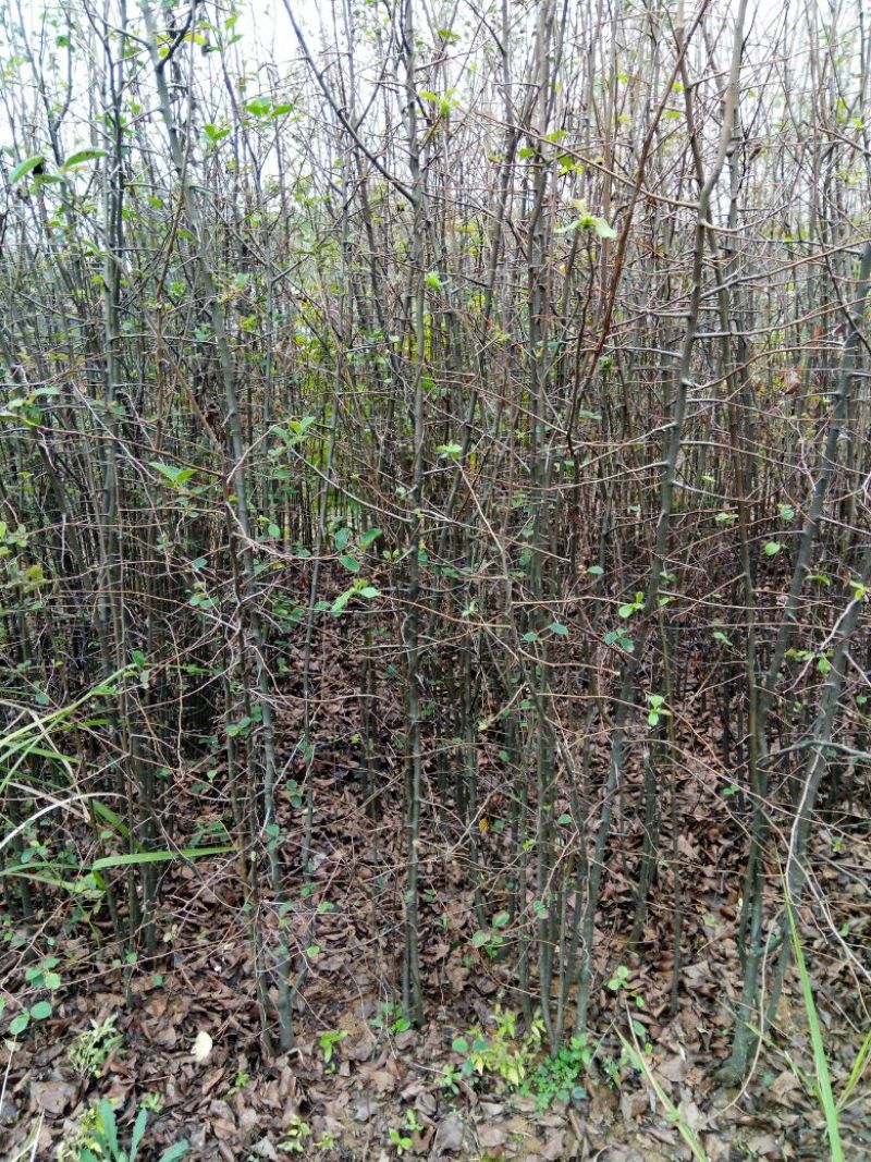 木瓜树苗111~150cm