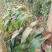 淮山药5~6厘米特级
