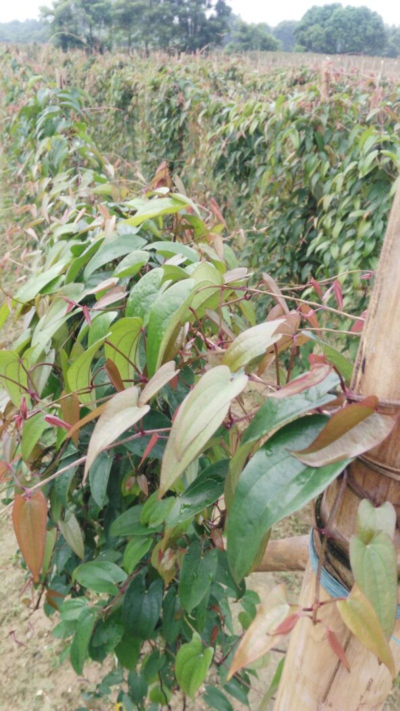 淮山药5~6厘米特级