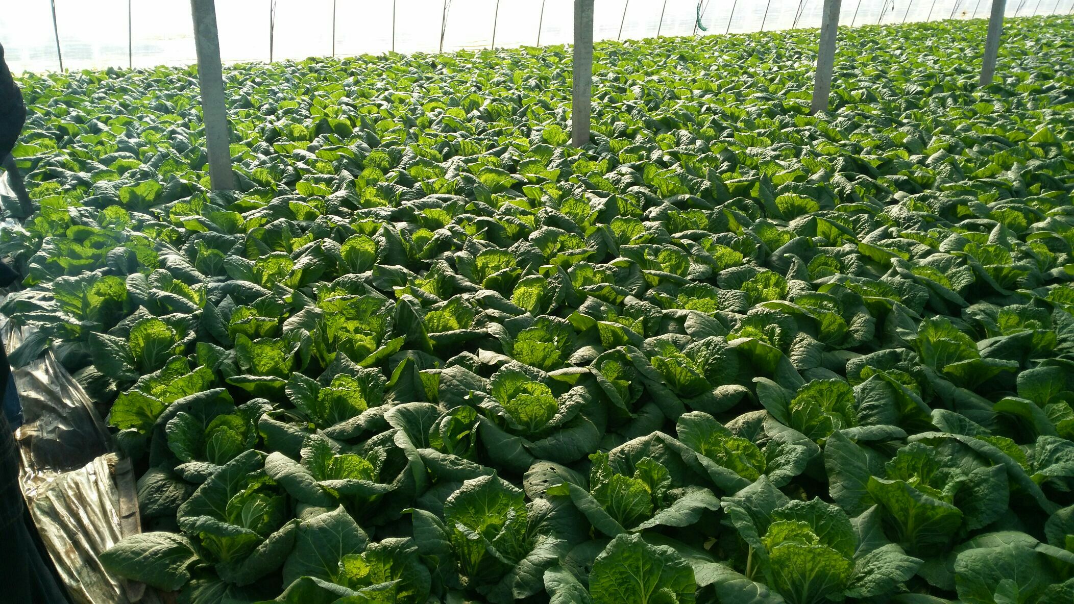 黄心菜白菜山东临沂沂水县_批发_供应-一亩田