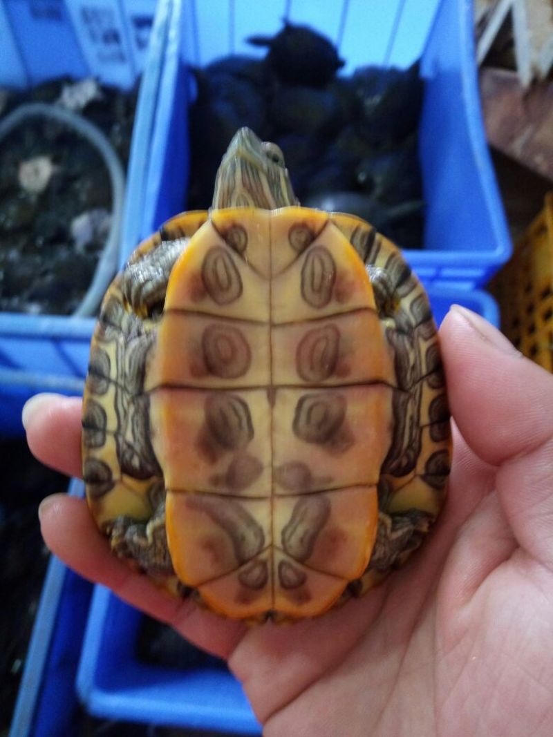 巴西龟红尔龟
