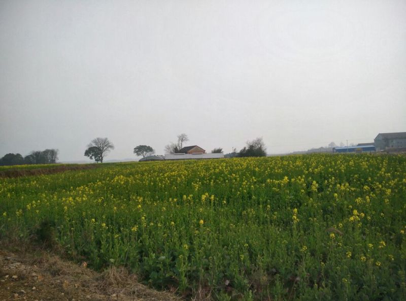 油菜籽