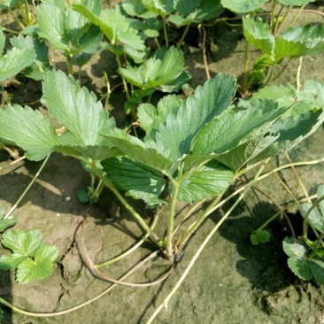 草莓苗10~20cm