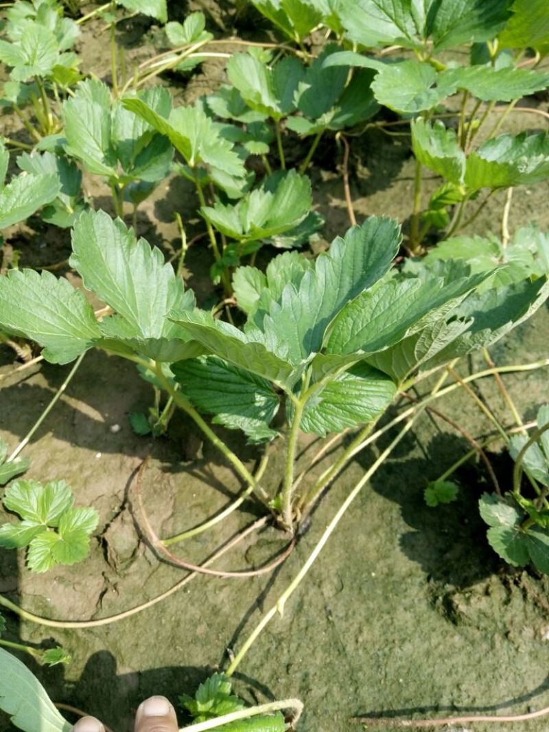 草莓苗10~20cm
