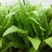 油麦菜
