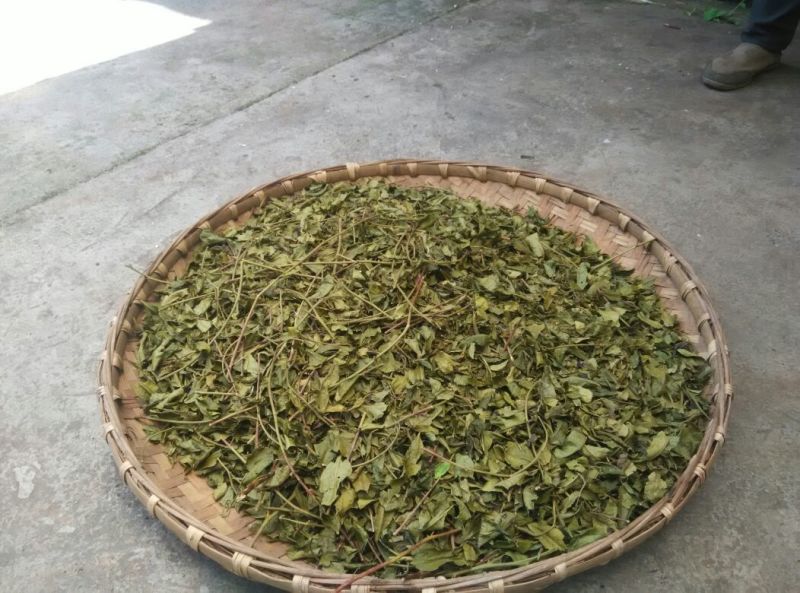 川茶末茶