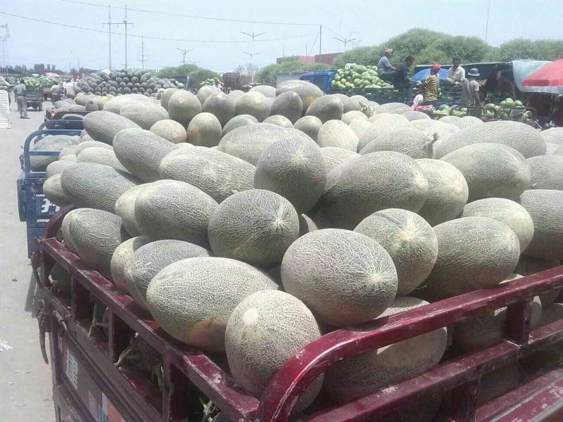 伽师瓜5斤以上长圆形