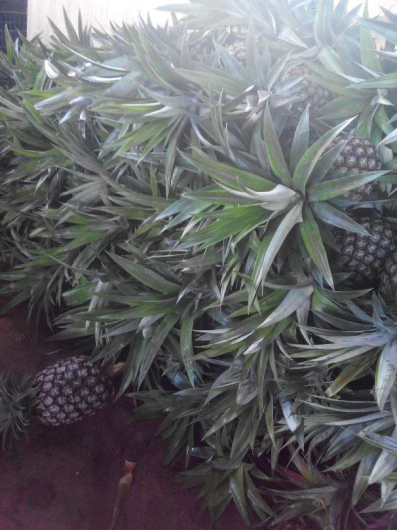 金钻十七号凤梨2.5~3斤