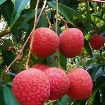 荔枝5月24左右出货，中华红，白糖罌，白蜡等