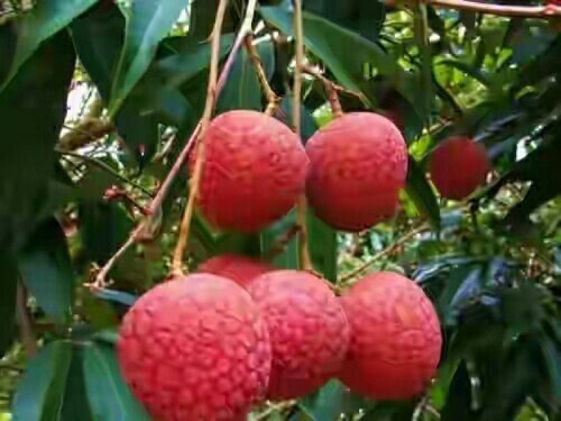 荔枝5月24左右出货，中华红，白糖罌，白蜡等