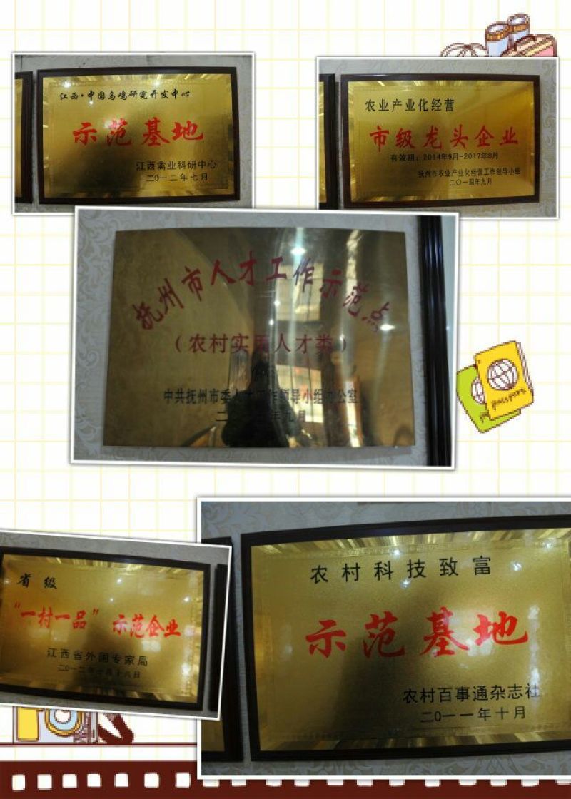 绿壳蛋鸡苗出壳苗35~45克雌