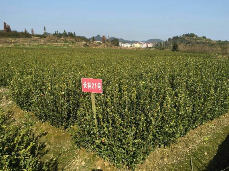 长林油茶苗10~29cm