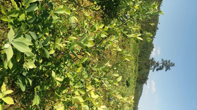 兔眼蓝莓鲜果12~14mm以上