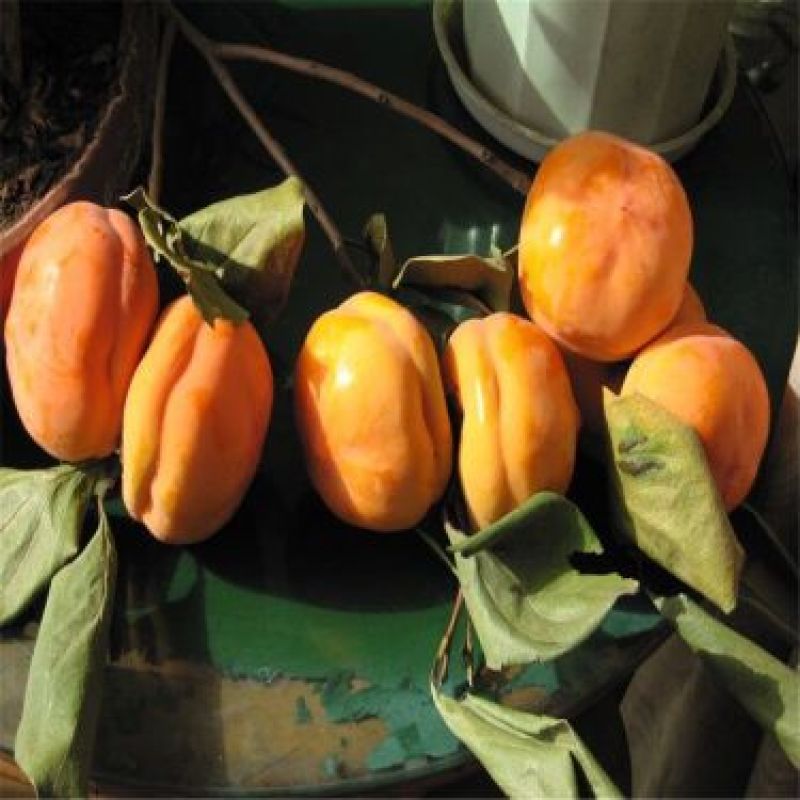 柿树6~8cm6~8cm2.5~3米