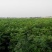 红油香椿苗香椿苗红油6号矮化香椿苗提供技术指导