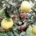 三红柚子苗0.5~0.8m0.5~0.8cm