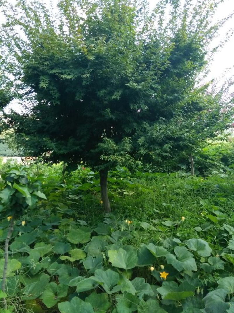 鸡爪槭苗80~100cm