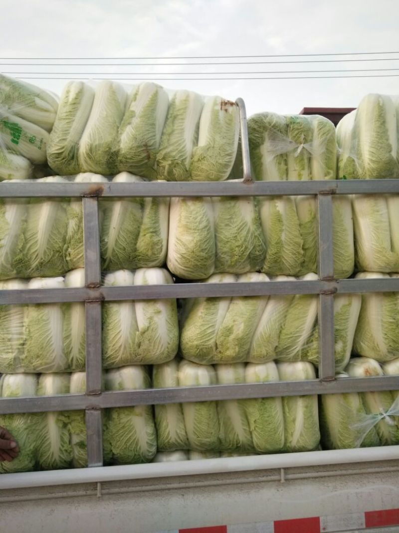北京三号大白菜大量供应，价格低质量好
