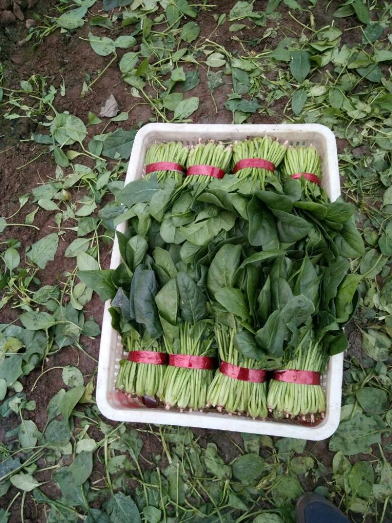 越冬菠菜20~25厘米