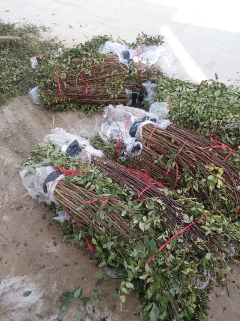 花椒苗，大红袍花椒苗，价格低。随时可以发货，需要的联系