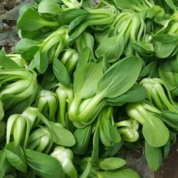 纯上海青精品油菜2两以上需要联系我
