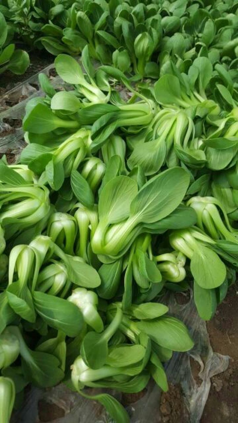纯上海青精品油菜2两以上需要联系我
