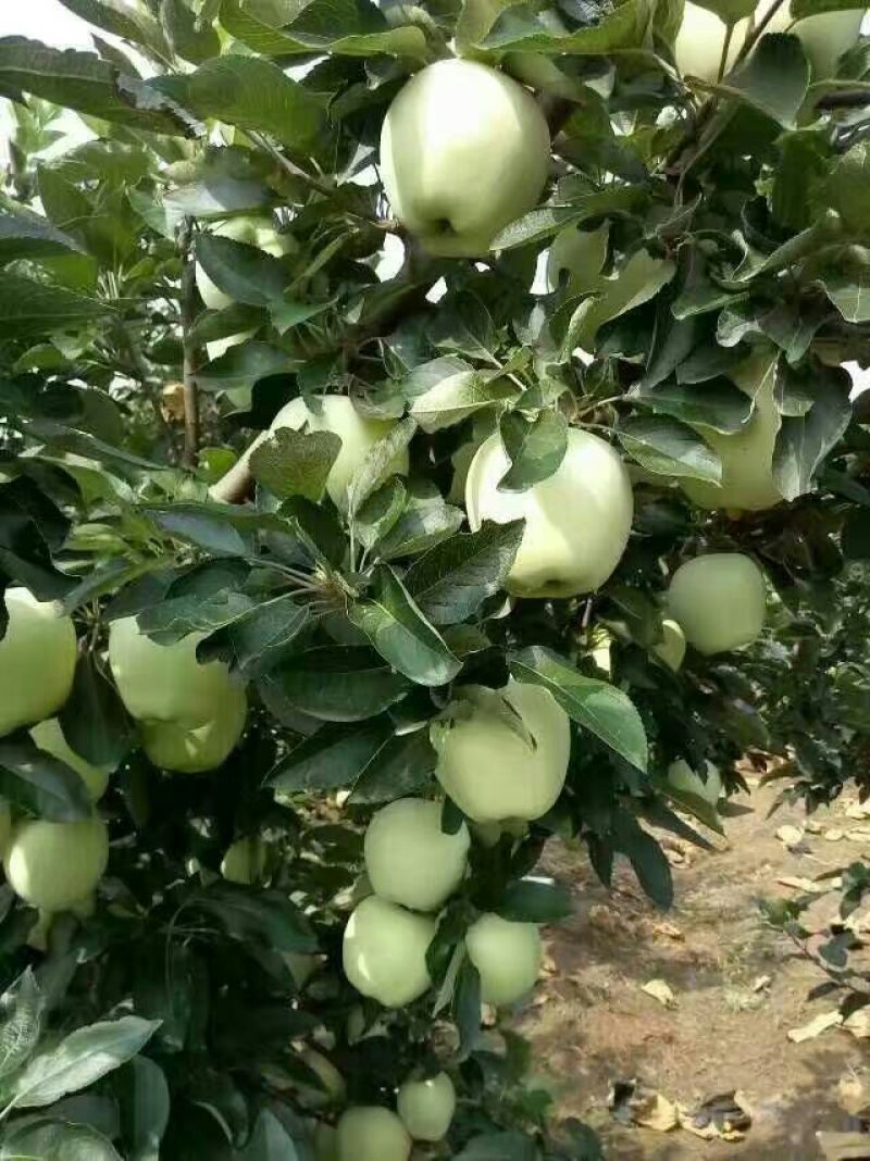 黄元帅苹果膜袋，纸袋红星苹果