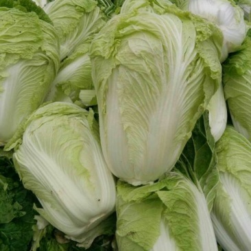大白菜7斤以上