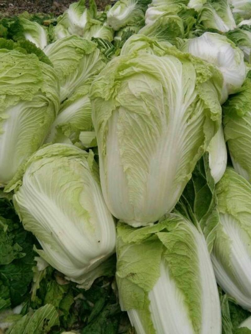 大白菜7斤以上