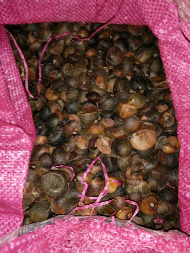 油菜籽1