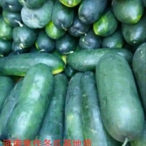 黑皮冬瓜