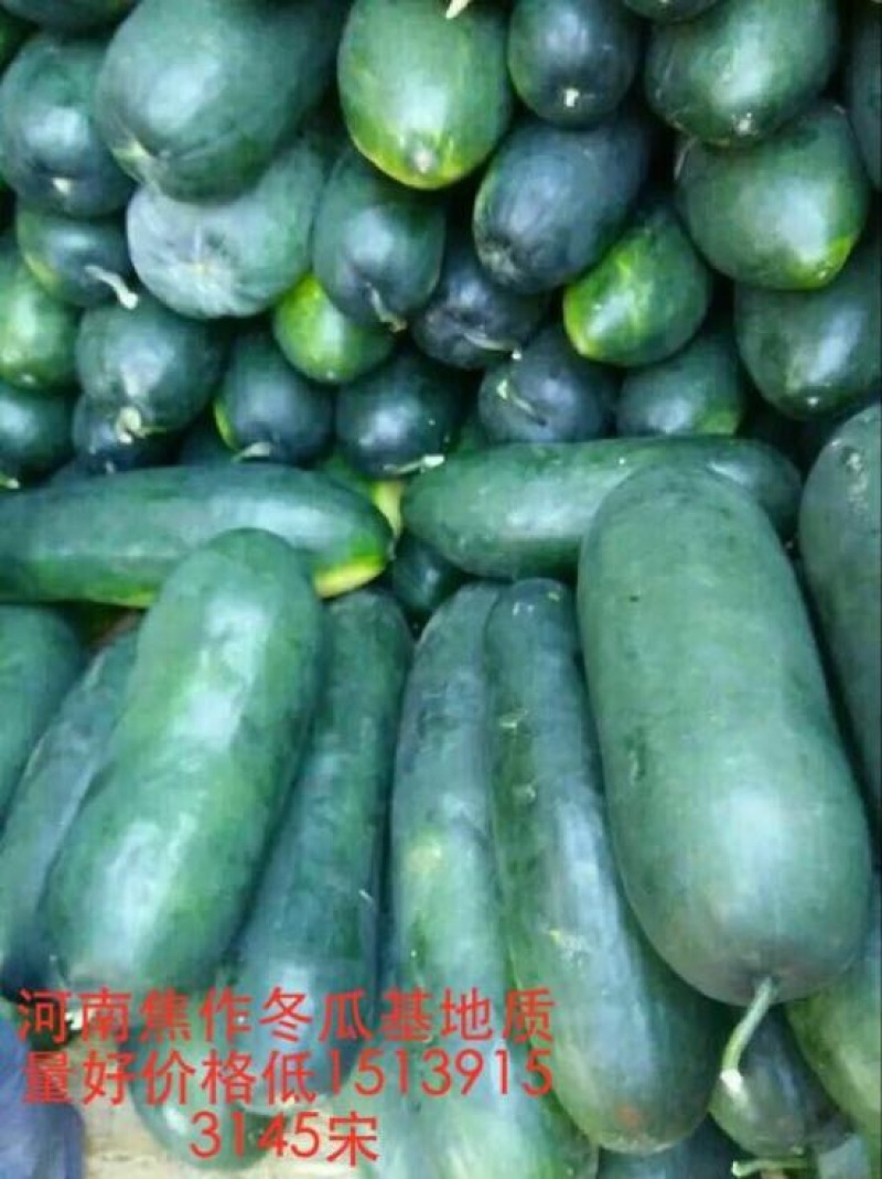黑皮冬瓜