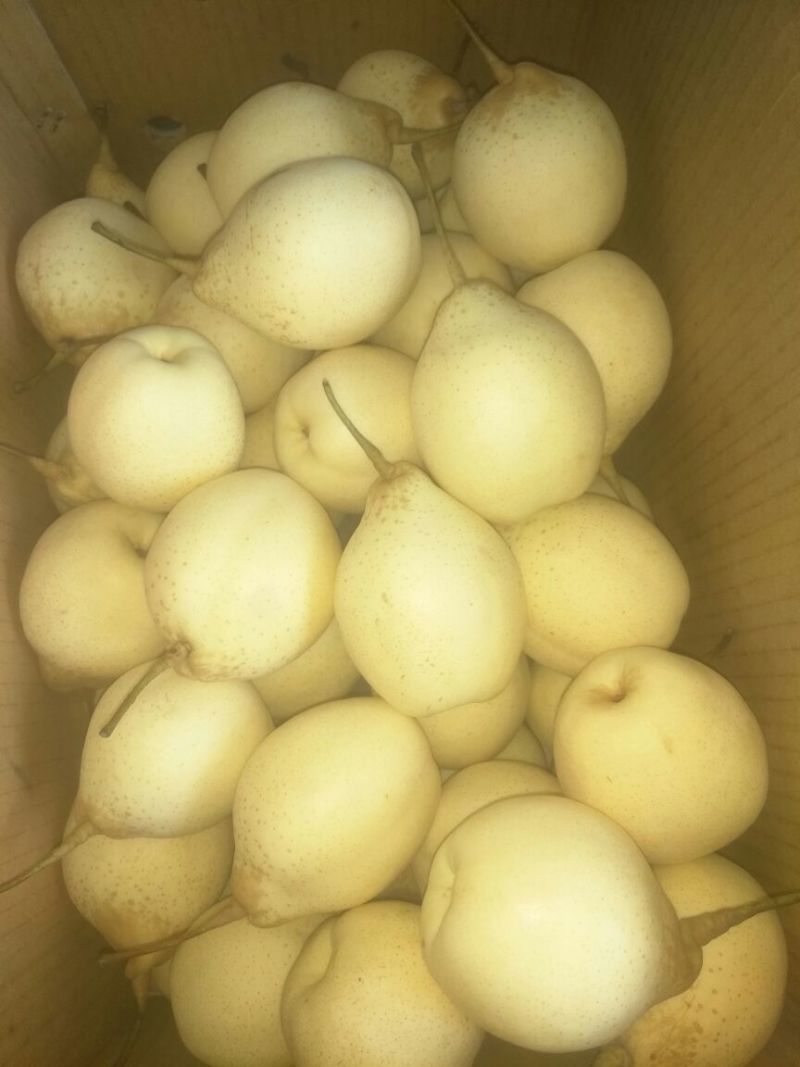 皇冠梨250~300g纸袋