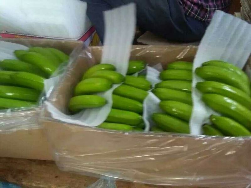 威廉斯香蕉八成熟