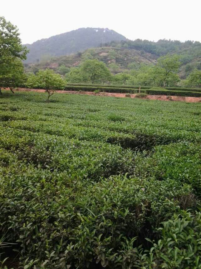 观音茶二级