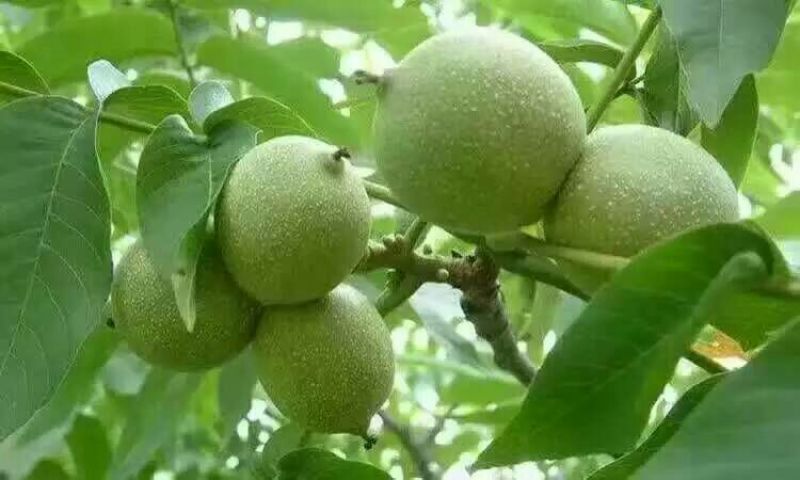 青皮核桃青皮