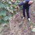 葡萄苗1年80~110cm