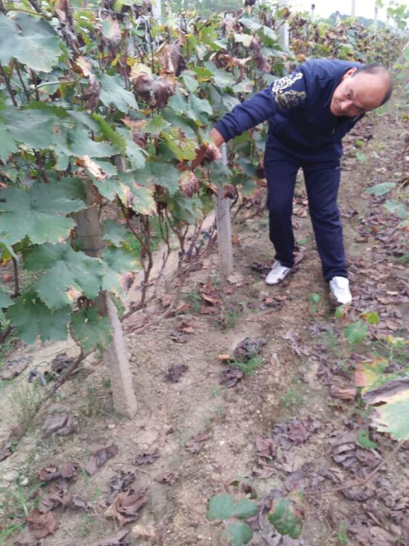 葡萄苗1年80~110cm