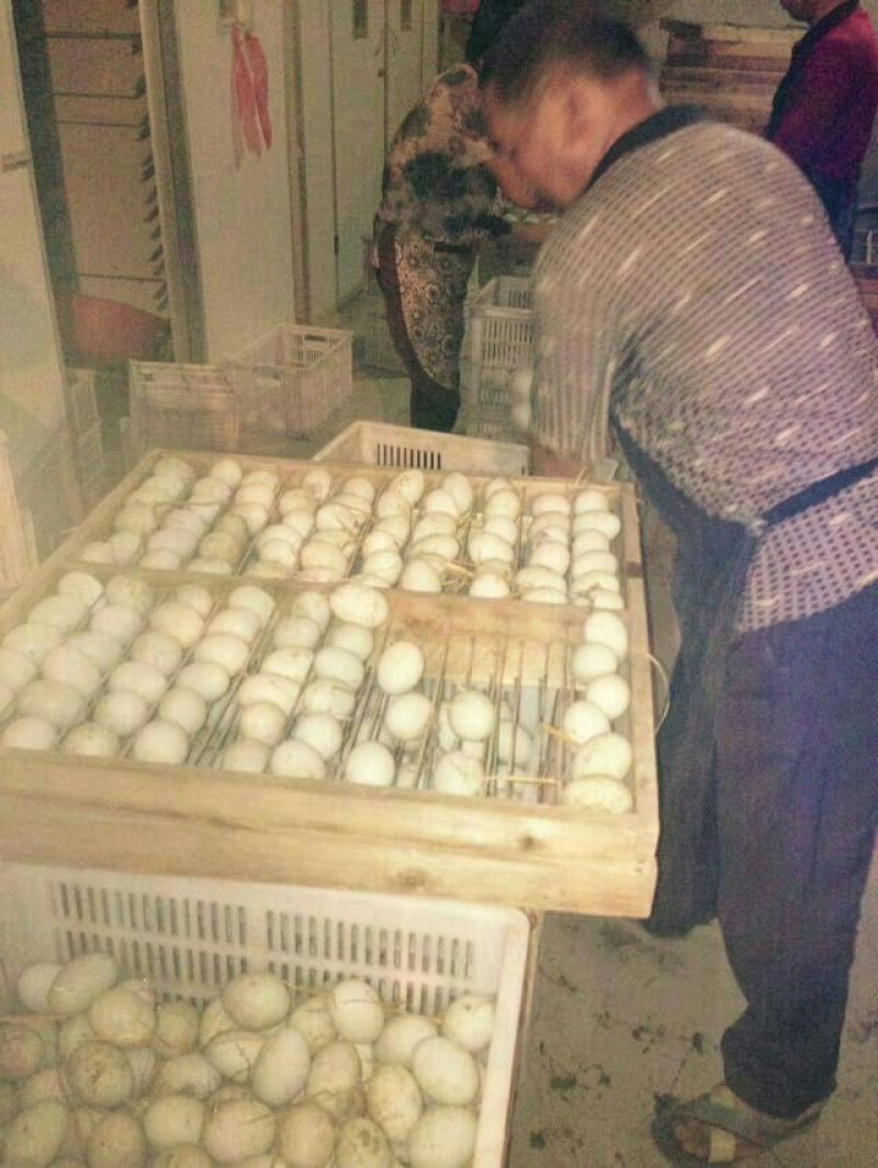 狮头鹅苗