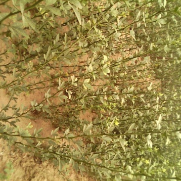 枸橘树51~80cm