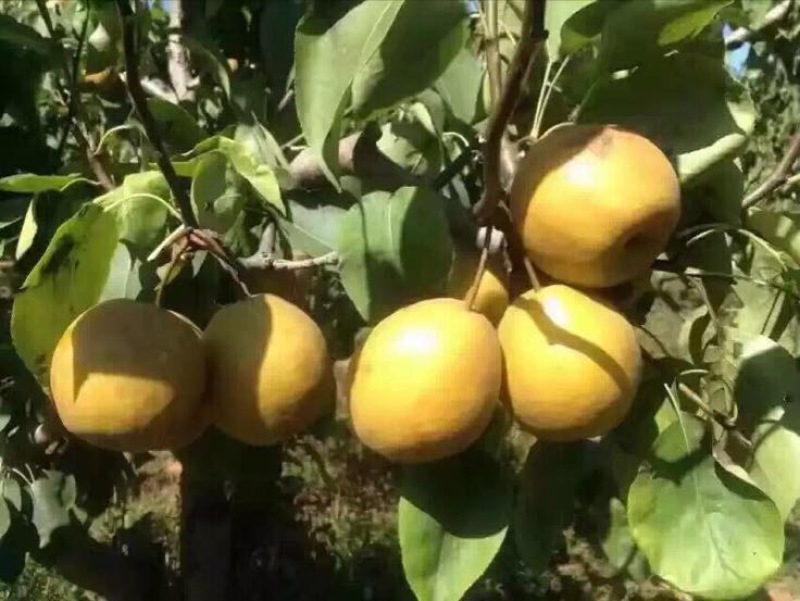 金翠香梨