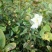 油茶苗70~100cm