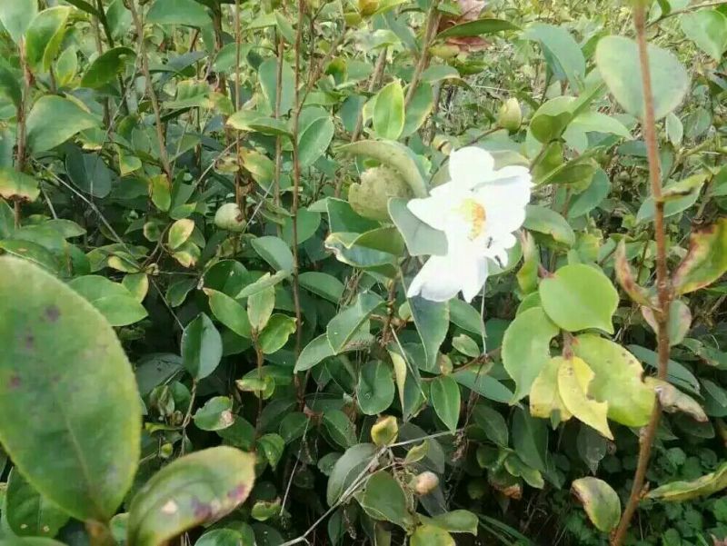 油茶苗70~100cm